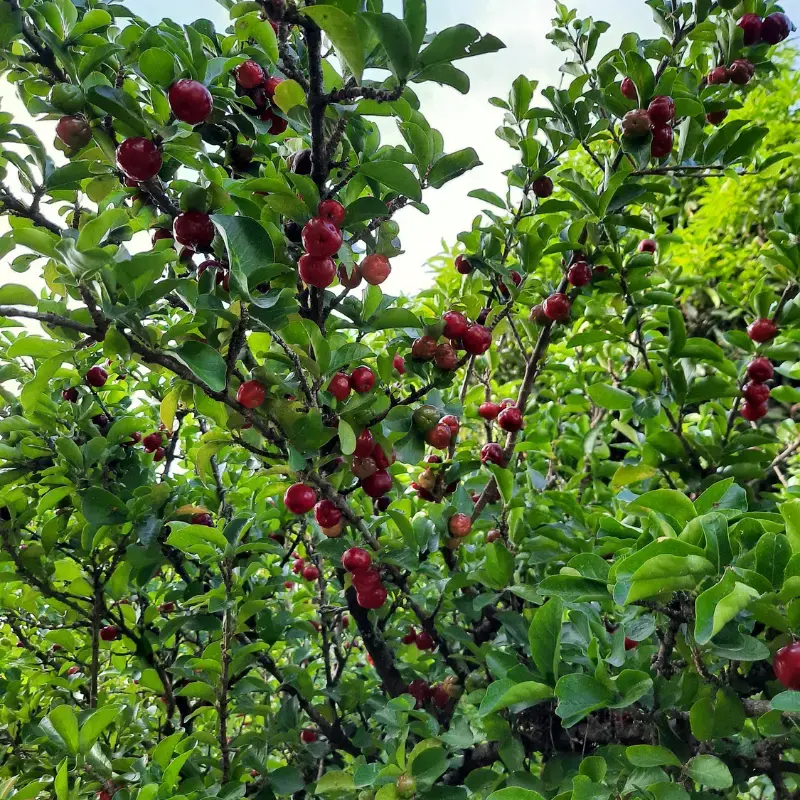 Acérola - Plante médicinale pour l'herboristerie : propriétés, usages et préparations naturelles