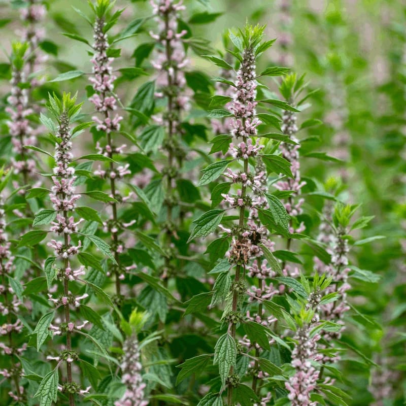 Agripaume - Plante médicinale pour l'herboristerie : propriétés, usages et préparations naturelles