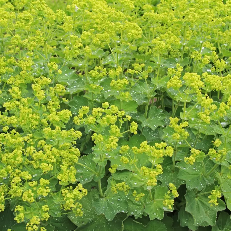 Alchémille - Plante médicinale pour l'herboristerie : propriétés, usages et préparations naturelles