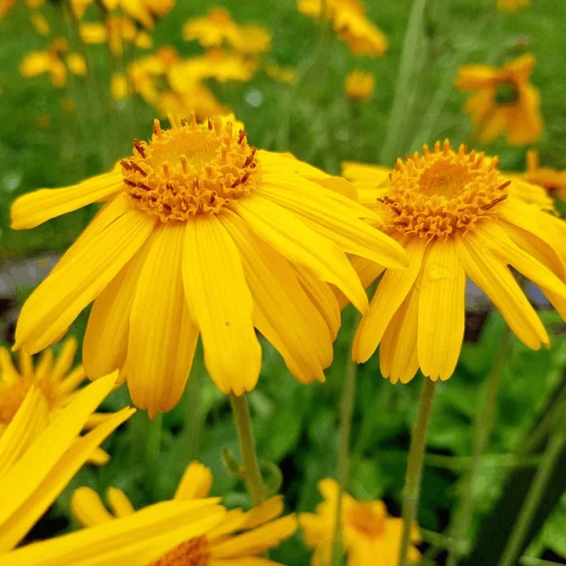 Arnica - Plante médicinale pour l'herboristerie : propriétés, usages et préparations naturelles