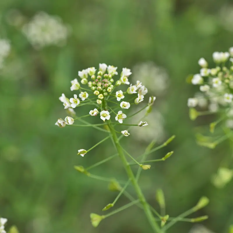 Bourse à Pasteur - Plante médicinale pour l'herboristerie : propriétés, usages et préparations naturelles