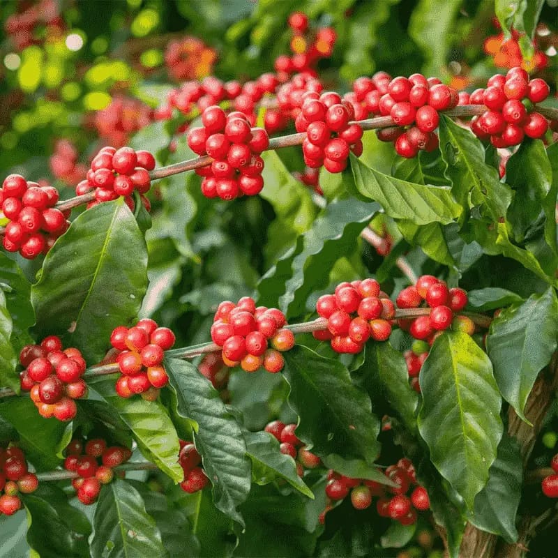 Café vert - Plante médicinale pour l'herboristerie : propriétés, usages et préparations naturelles