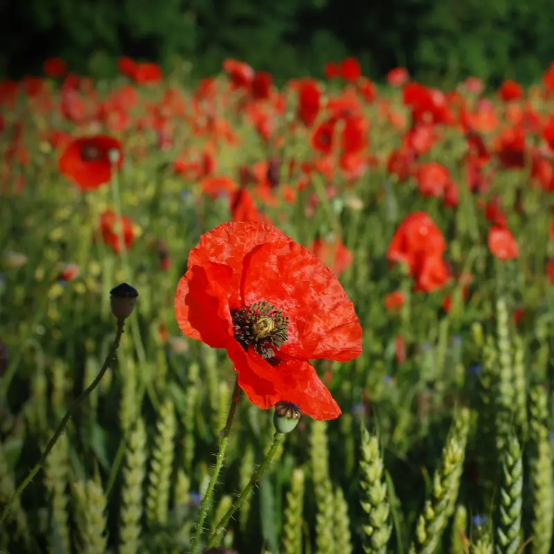 Coquelicot - Plante médicinale pour l'herboristerie : propriétés, usages et préparations naturelles