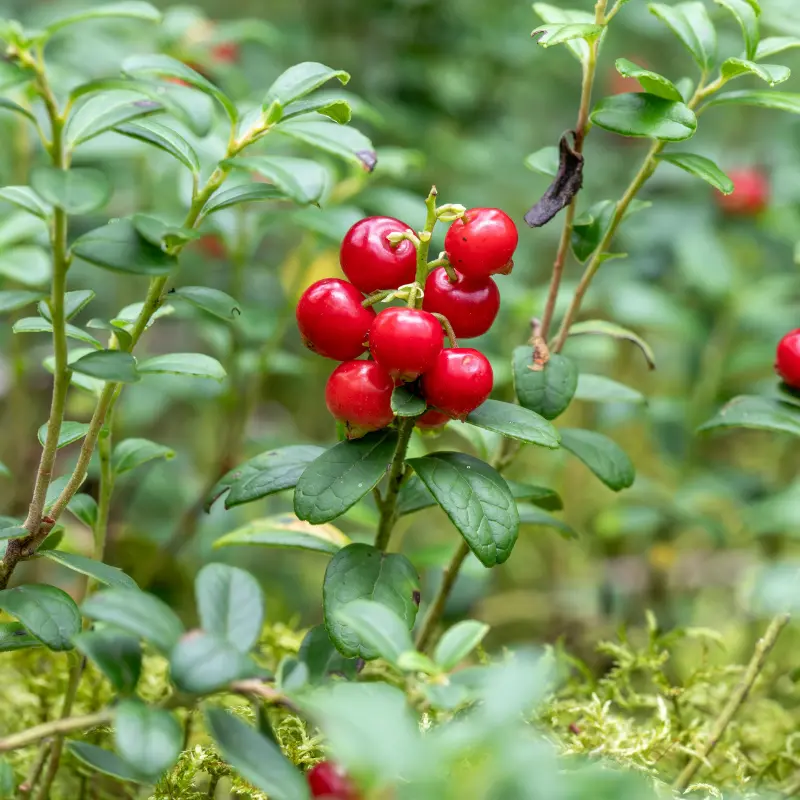 Cranberry - Plante médicinale pour l'herboristerie : propriétés, usages et préparations naturelles