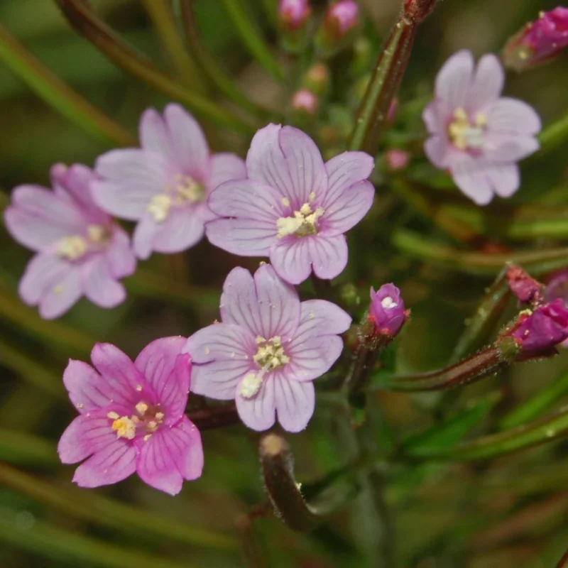 Épilobe - Plante médicinale pour l'herboristerie : propriétés, usages et préparations naturelles