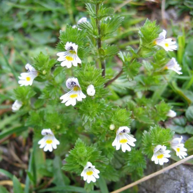 Euphraise - Plante médicinale pour l'herboristerie : propriétés, usages et préparations naturelles