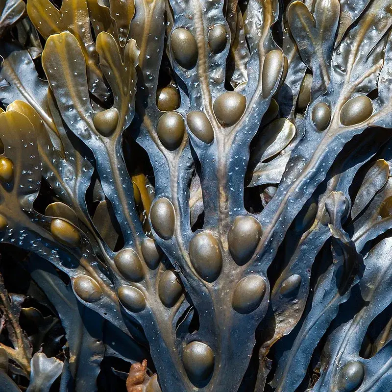 Fucus - Plante médicinale pour l'herboristerie : propriétés, usages et préparations naturelles