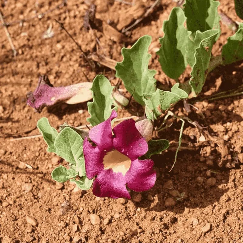 Harpagophytum (Griffe du diable) - Plante médicinale pour l'herboristerie : propriétés, usages et préparations naturelles