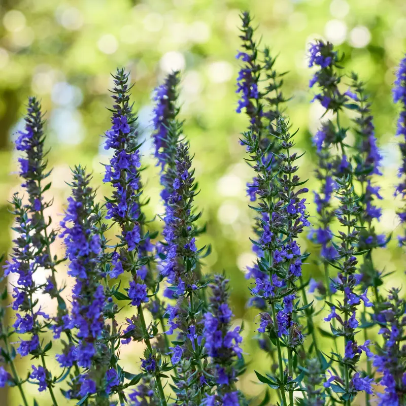 Hysope - Plante médicinale pour l'herboristerie : propriétés, usages et préparations naturelles