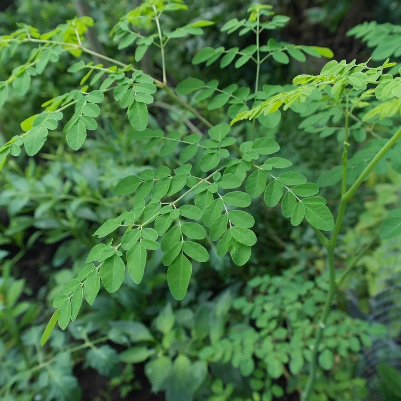 Moringa - Plante médicinale pour l'herboristerie : propriétés, usages et préparations naturelles