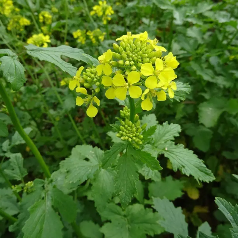Moutarde Blanche - Plante médicinale pour l'herboristerie : propriétés, usages et préparations naturelles