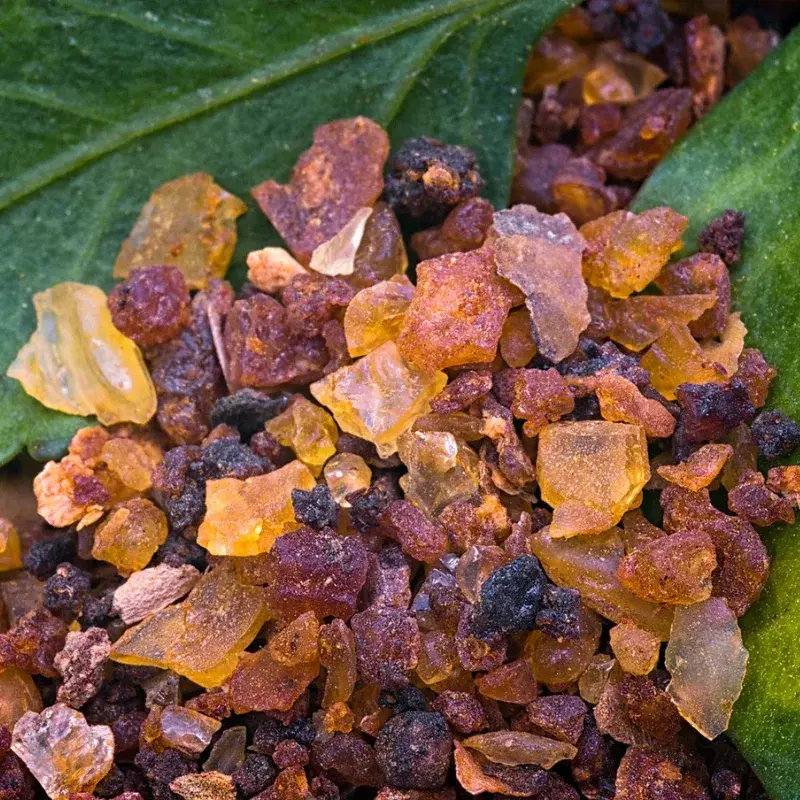 Myrrhe - Plante médicinale pour l'herboristerie : propriétés, usages et préparations naturelles