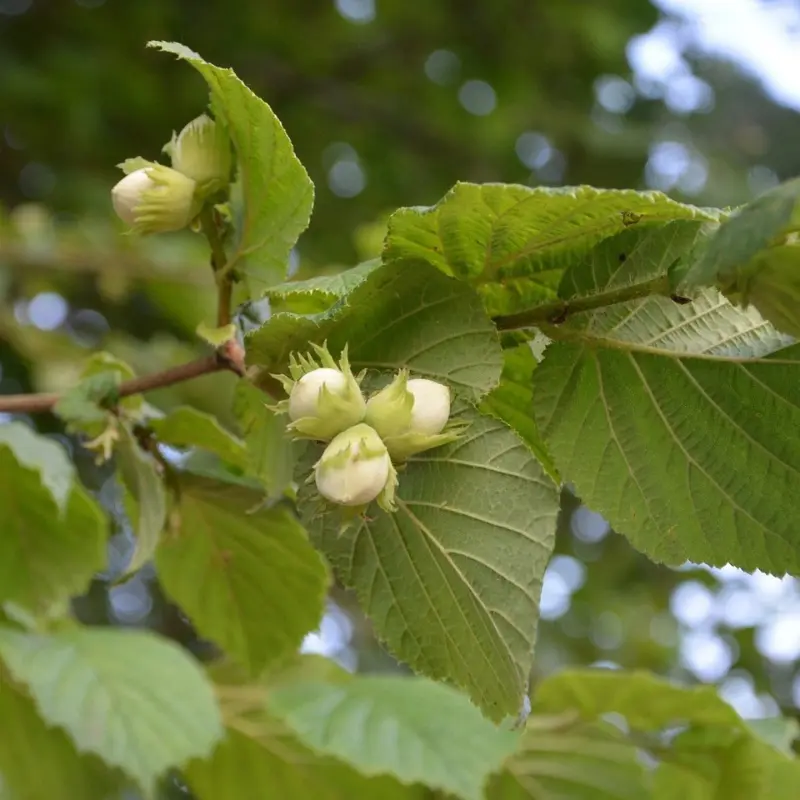 Noisetier - Plante médicinale pour l'herboristerie : propriétés, usages et préparations naturelles