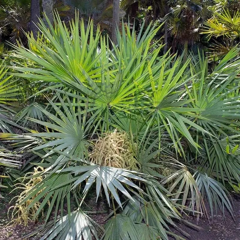 Palmier nain - Plante médicinale pour l'herboristerie : propriétés, usages et préparations naturelles