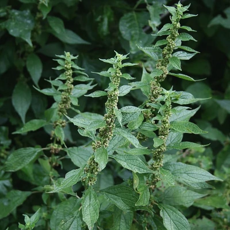 Pariétaire - Plante médicinale pour l'herboristerie : propriétés, usages et préparations naturelles
