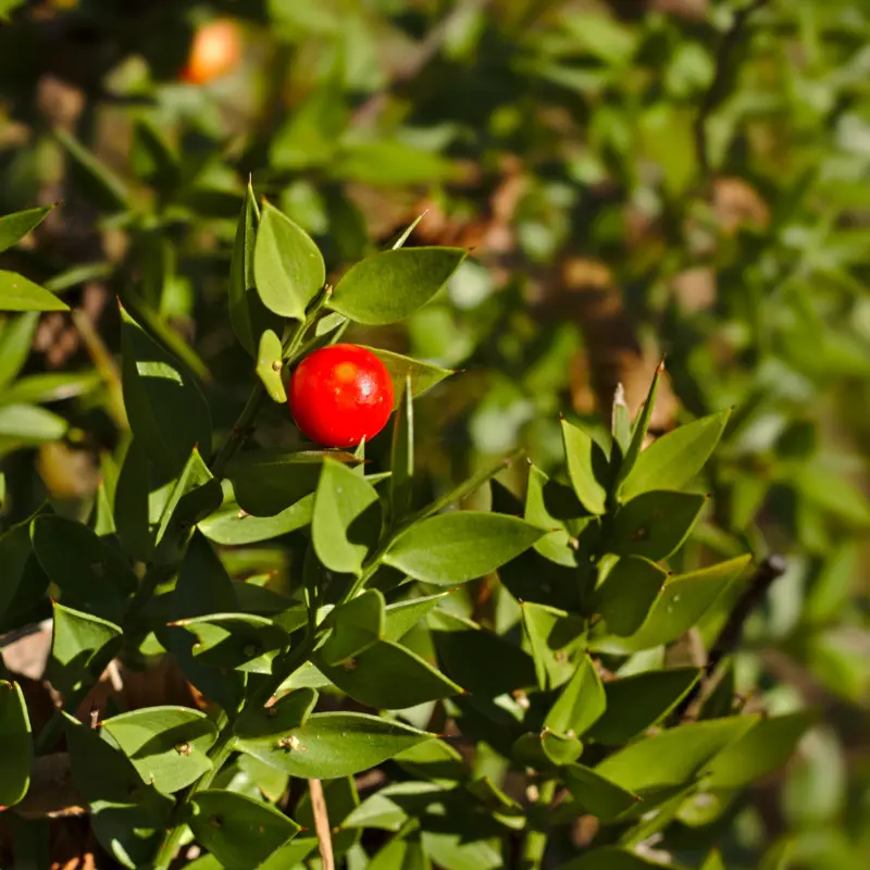 Petit Houx - Plante médicinale pour l'herboristerie : propriétés, usages et préparations naturelles