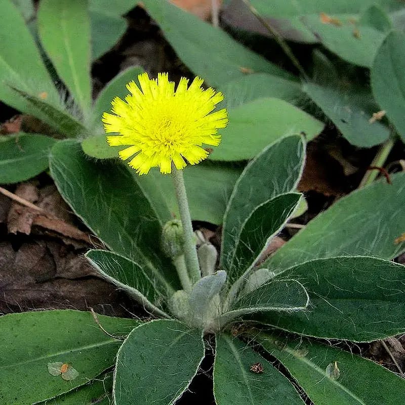 Piloselle - Plante médicinale pour l'herboristerie : propriétés, usages et préparations naturelles