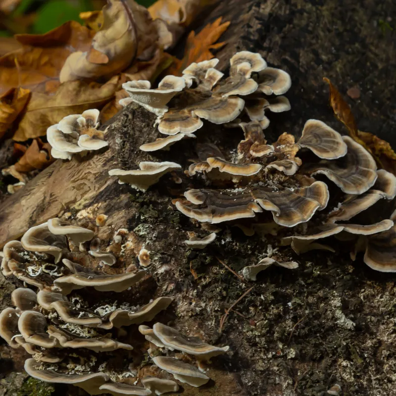 Polypore Versicolor - Plante médicinale pour l'herboristerie : propriétés, usages et préparations naturelles