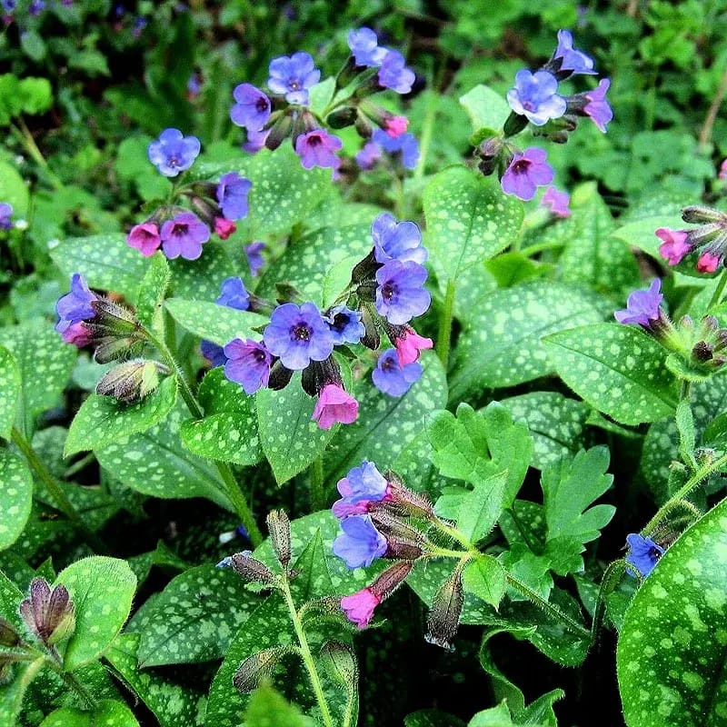 Pulmonaire - Plante médicinale pour l'herboristerie : propriétés, usages et préparations naturelles
