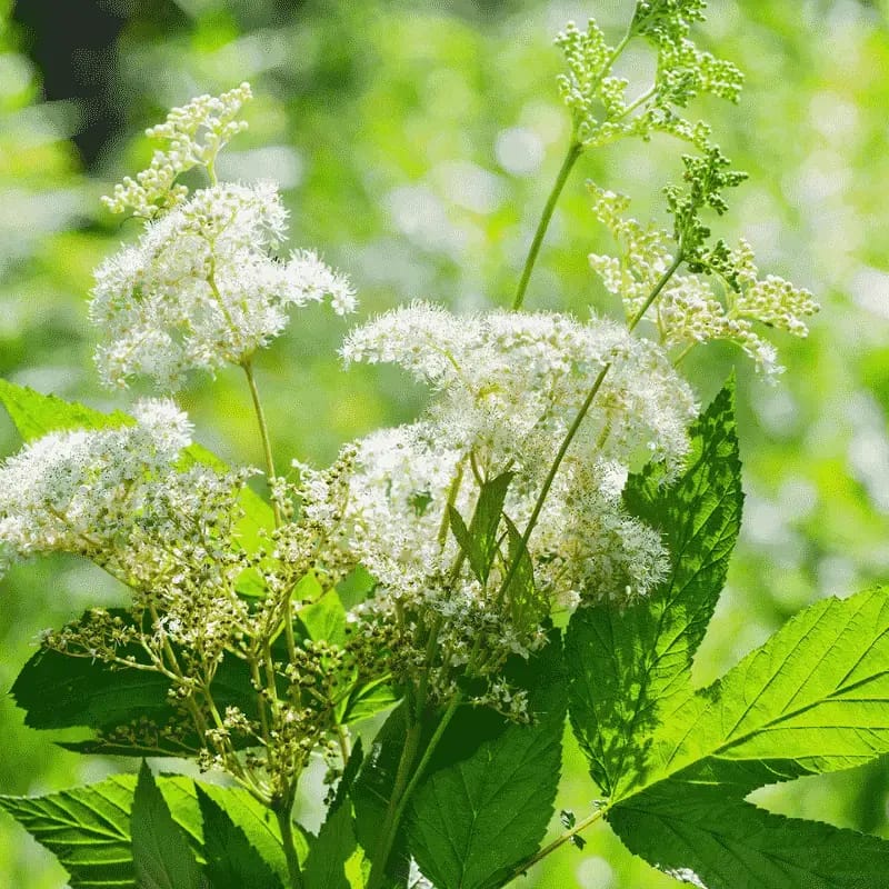 Reine-des-prés - Plante médicinale pour l'herboristerie : propriétés, usages et préparations naturelles