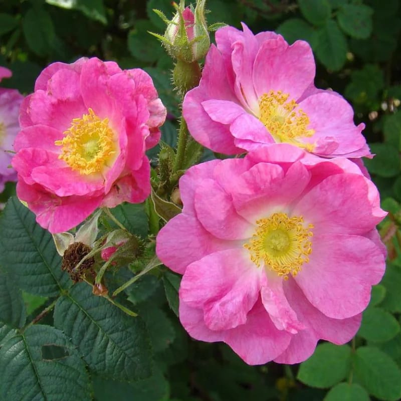 Rose musquée - Plante médicinale pour l'herboristerie : propriétés, usages et préparations naturelles