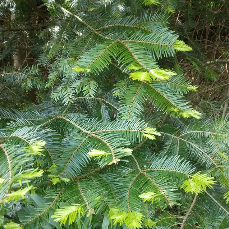 Sapin Pectiné - Plante médicinale pour l'herboristerie : propriétés, usages et préparations naturelles