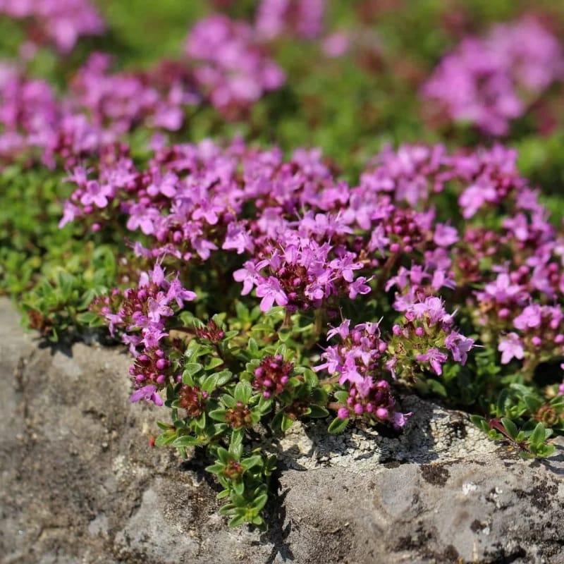 Serpolet - Plante médicinale pour l'herboristerie : propriétés, usages et préparations naturelles