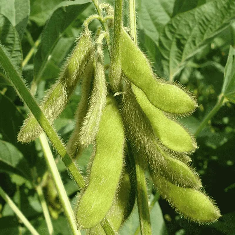 Soja - Plante médicinale pour l'herboristerie : propriétés, usages et préparations naturelles