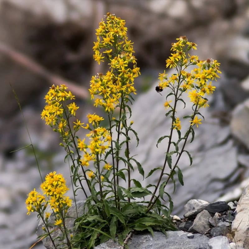 Solidage verge d'or - Plante médicinale pour l'herboristerie : propriétés, usages et préparations naturelles