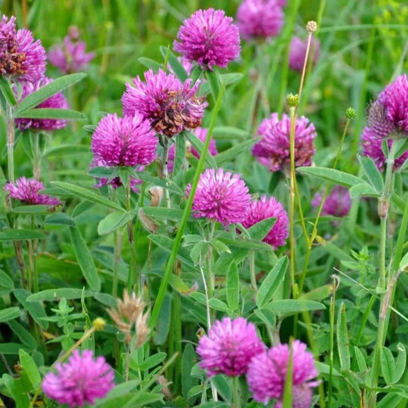 Trèfle rouge - Plante médicinale pour l'herboristerie : propriétés, usages et préparations naturelles