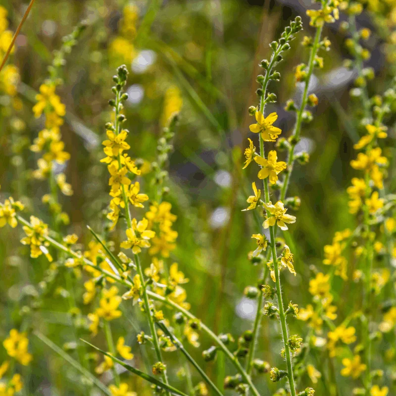 Aigremoine - Plante médicinale pour l'herboristerie : propriétés, usages et préparations naturelles