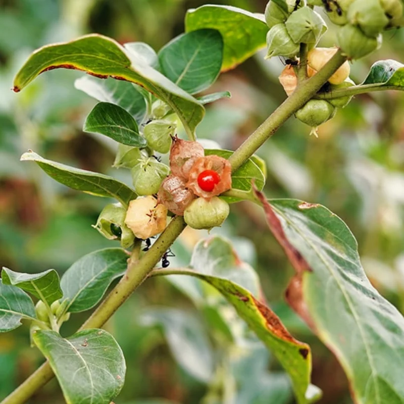 Ashwagandha - Plante médicinale pour l'herboristerie : propriétés, usages et préparations naturelles