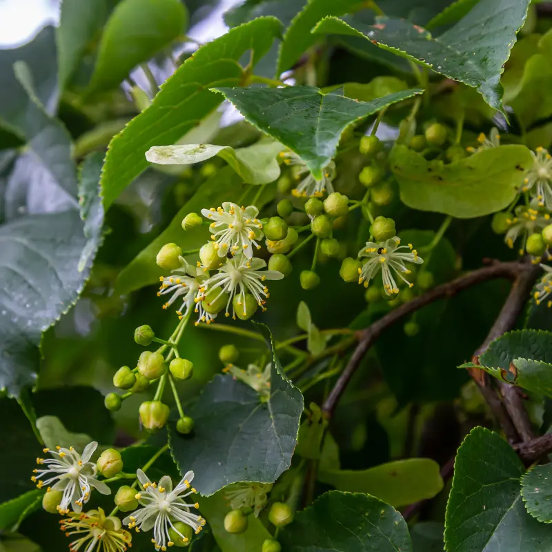 Aubier de Tilleul - Plante médicinale pour l'herboristerie : propriétés, usages et préparations naturelles
