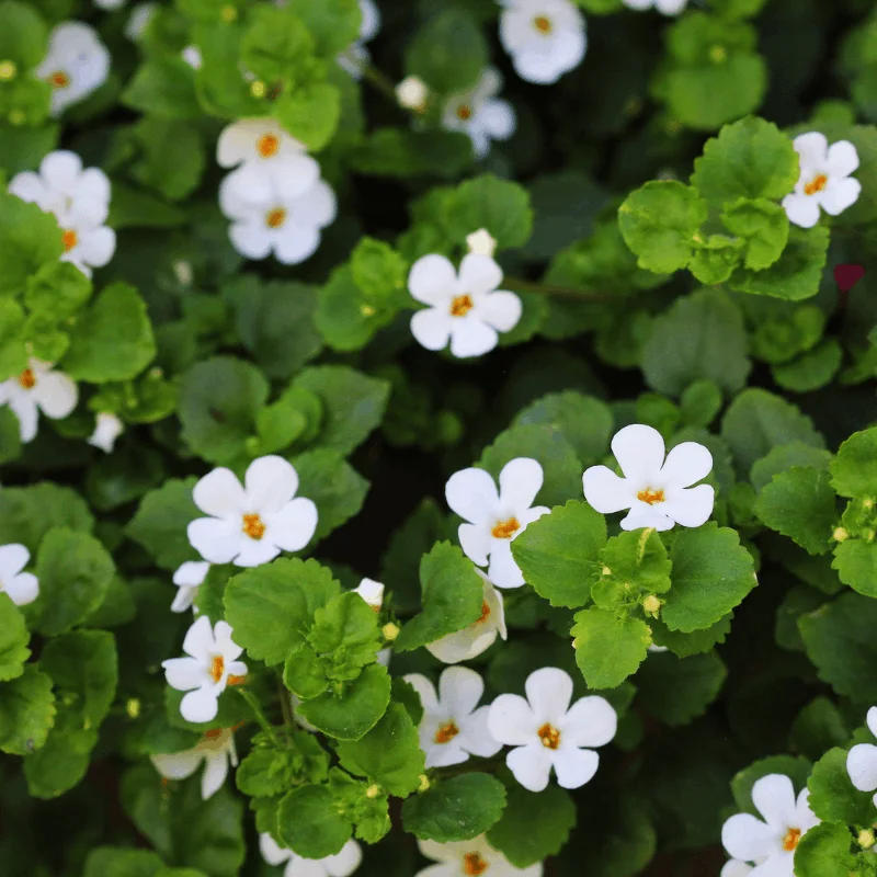 Bacopa - Plante médicinale pour l'herboristerie : propriétés, usages et préparations naturelles