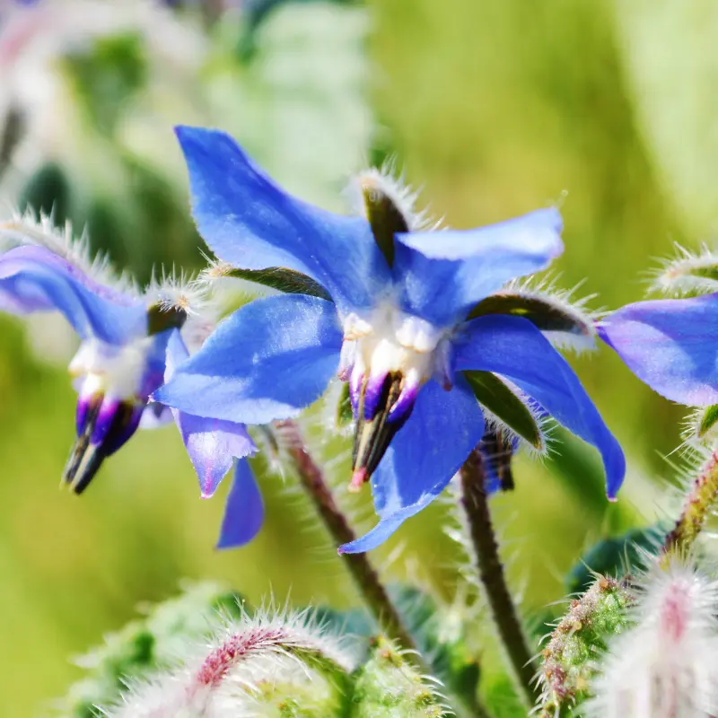 Bourrache - Plante médicinale pour l'herboristerie : propriétés, usages et préparations naturelles