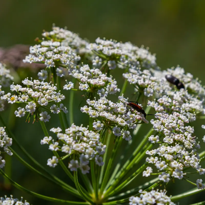 Carotte - Plante médicinale pour l'herboristerie : propriétés, usages et préparations naturelles