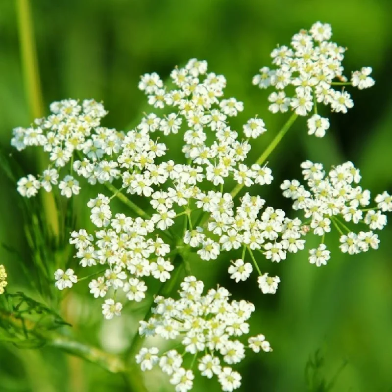 Carvi - Plante médicinale pour l'herboristerie : propriétés, usages et préparations naturelles