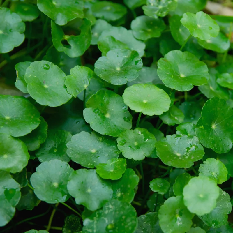 Centella asiatique - Plante médicinale pour l'herboristerie : propriétés, usages et préparations naturelles