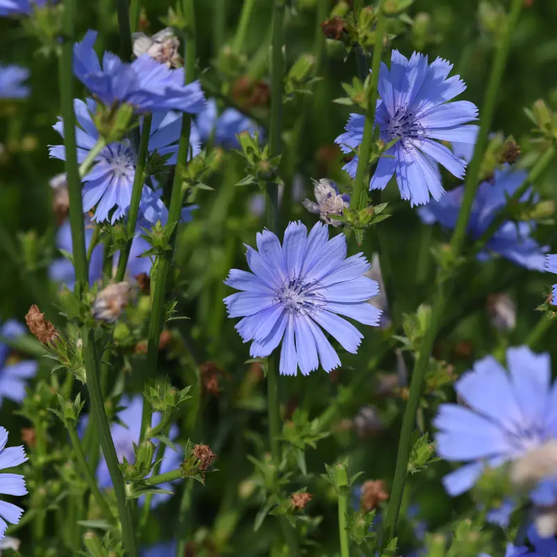 Chicorée - Plante médicinale pour l'herboristerie : propriétés, usages et préparations naturelles