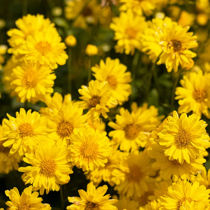 Chrysanthellum - Plante médicinale pour l'herboristerie : propriétés, usages et préparations naturelles