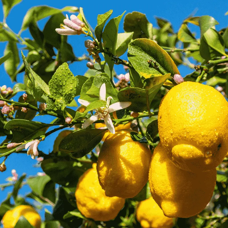 Citron - Plante médicinale pour l'herboristerie : propriétés, usages et préparations naturelles