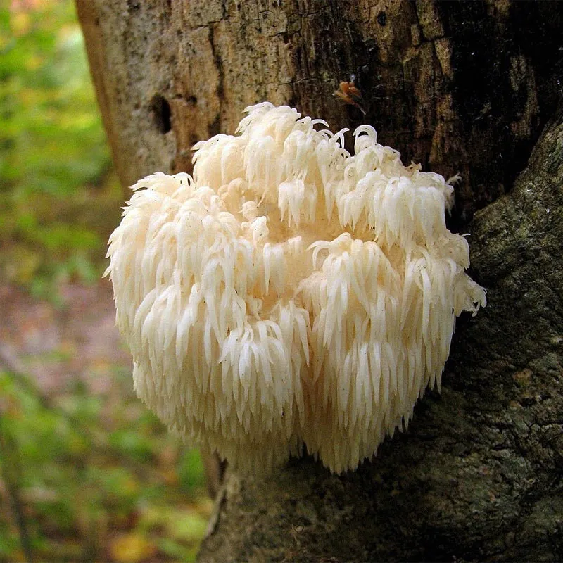Crinière de Lion - Plante médicinale pour l'herboristerie : propriétés, usages et préparations naturelles