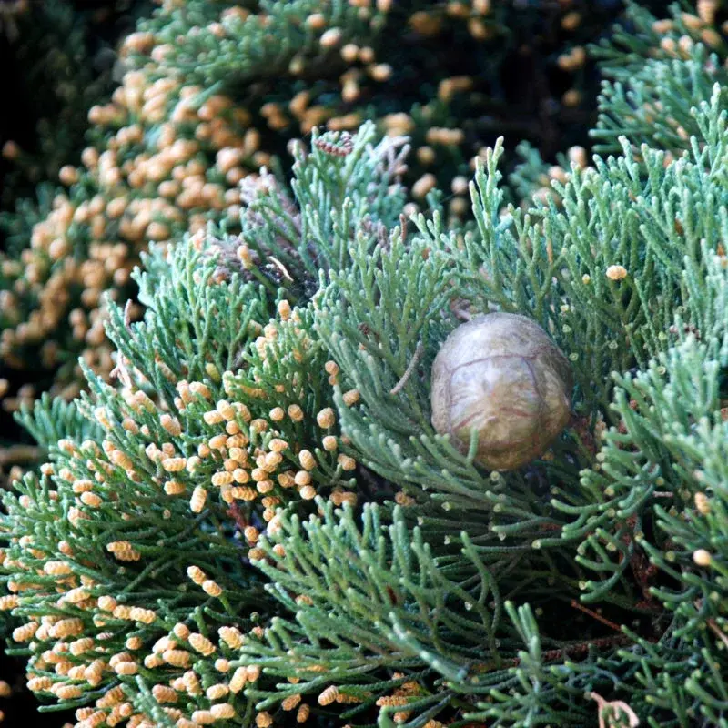 Cyprès - Plante médicinale pour l'herboristerie : propriétés, usages et préparations naturelles