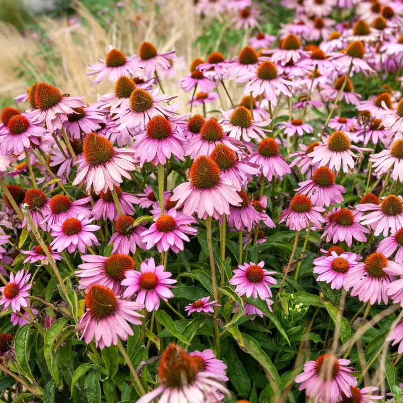Échinacée - Plante médicinale pour l'herboristerie : propriétés, usages et préparations naturelles