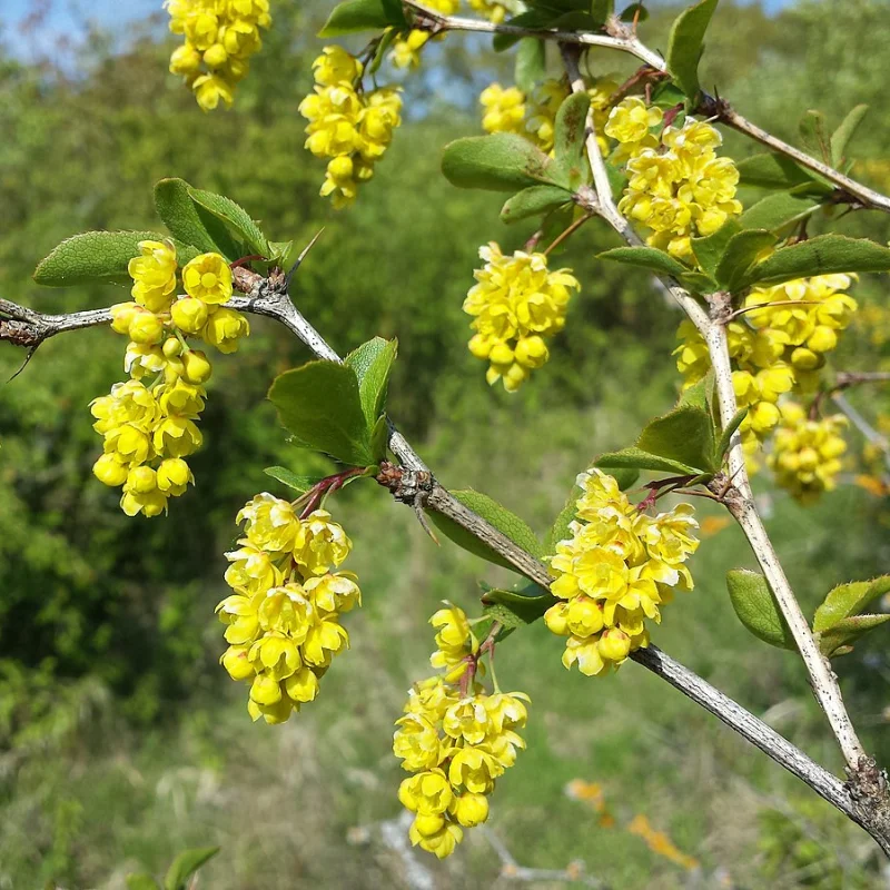 Épine-vinette - Plante médicinale pour l'herboristerie : propriétés, usages et préparations naturelles