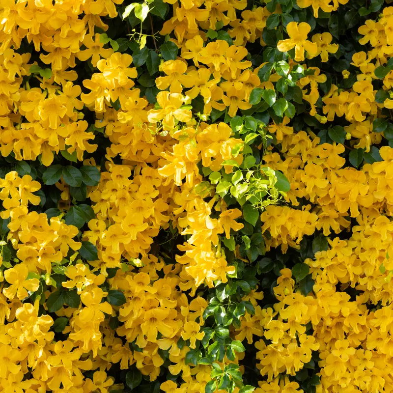 Griffe du Chat - Plante médicinale pour l'herboristerie : propriétés, usages et préparations naturelles