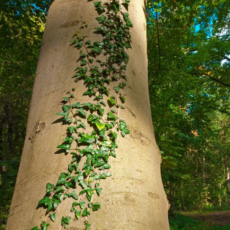 Lierre grimpant - Plante médicinale pour l'herboristerie : propriétés, usages et préparations naturelles