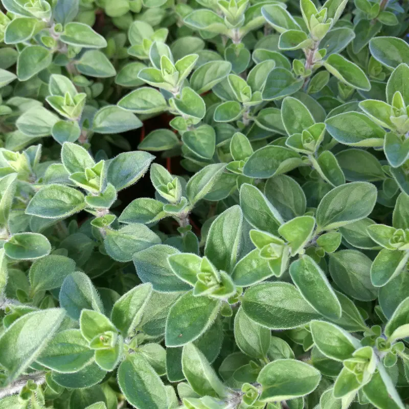 Marjolaine - Plante médicinale pour l'herboristerie : propriétés, usages et préparations naturelles