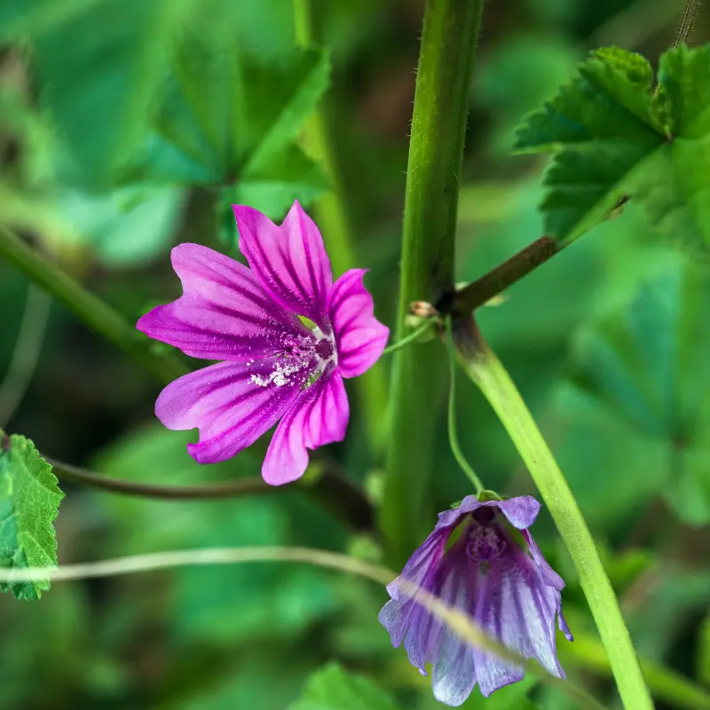 Mauve - Plante médicinale pour l'herboristerie : propriétés, usages et préparations naturelles