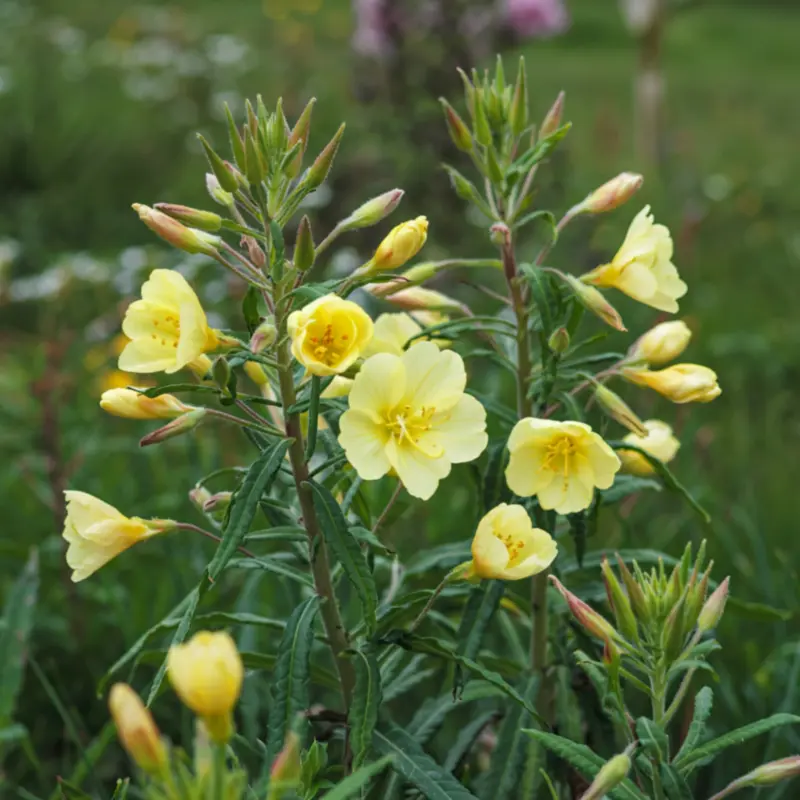 Onagre - Plante médicinale pour l'herboristerie : propriétés, usages et préparations naturelles